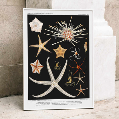 Starfish varieties illustration and poster by Albert I Prince of Monaco from the artwork Resultats des Campagnes Scientifiques, framed and displayed in home decor