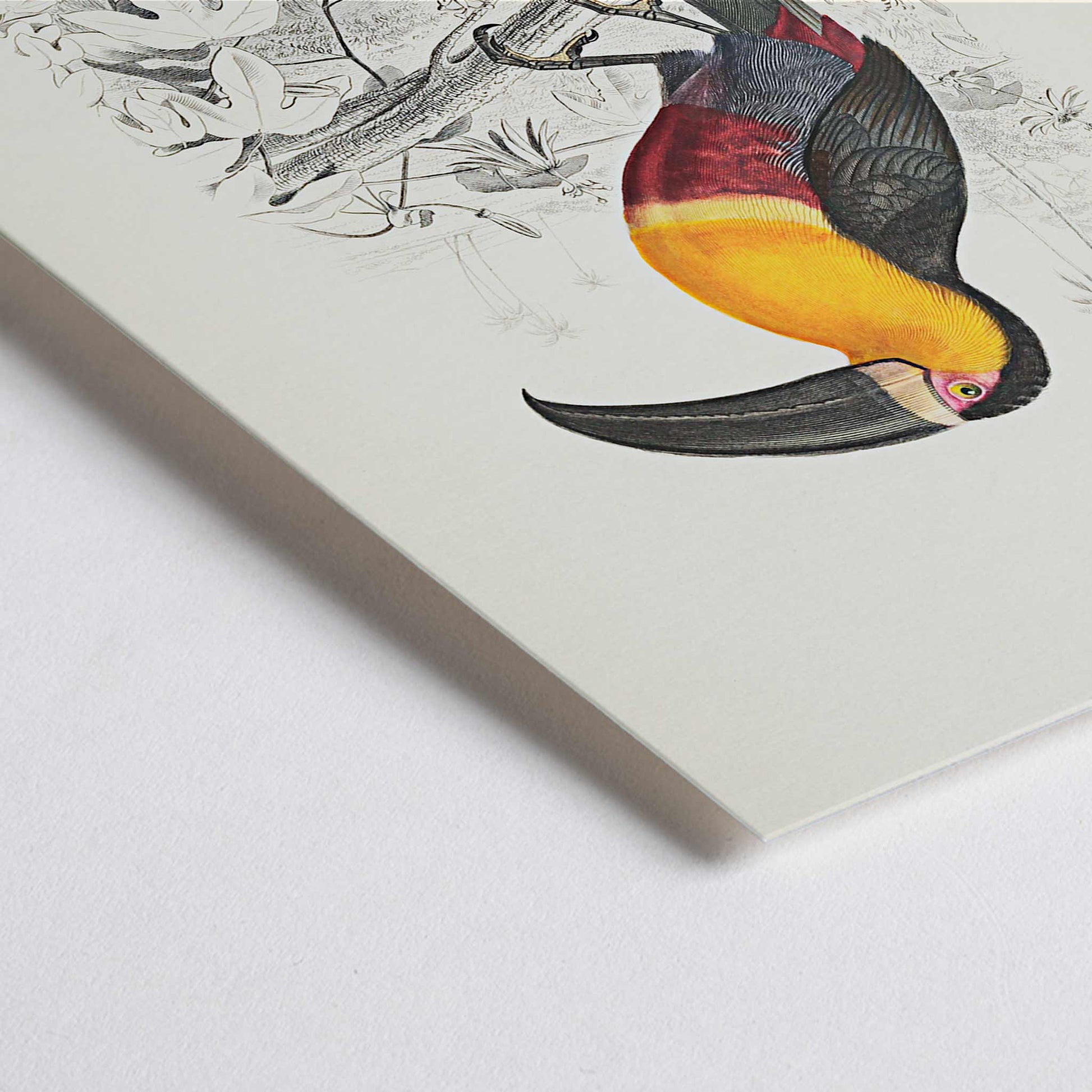Closeup detail of Colorful Toucan du Para perched on a branch poster artwork by Georges Louis Leclerc