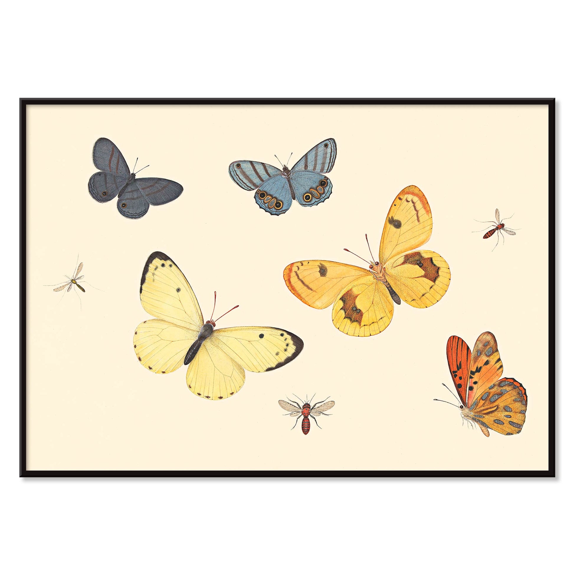 Illustration and poster of butterflies wasp and flies from Five Butterflies a Wasp and Two Flies by Pieter Withoos, with black aluminium frame on white background