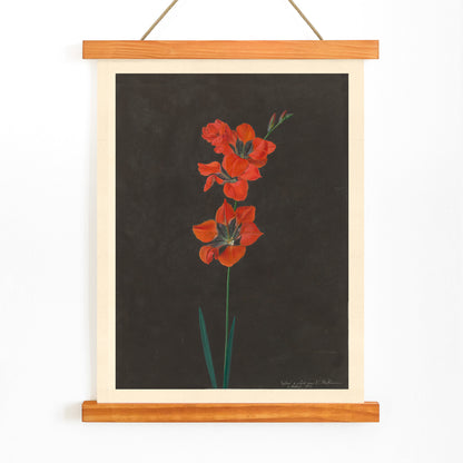 Vibrant red lily flower illustration by F L Hoffmann botanical artwork on dark background wall decor poster, with wooden magnetic frame on white background