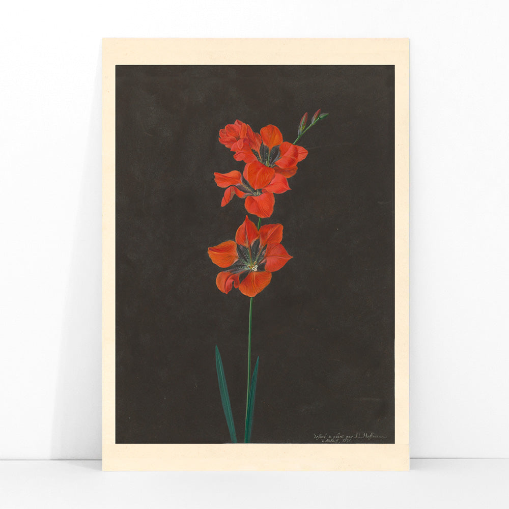 Vibrant red lily flower illustration by F L Hoffmann botanical artwork on dark background wall decor poster, framed and displayed in modern living room decor