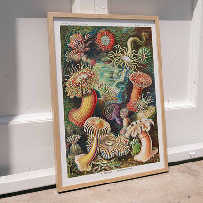 Colorful sea anemones underwater illustration and poster in various shapes and sizes from Actiniae Seeanemonen by Ernst Haeckel, framed and displayed in modern living room decor