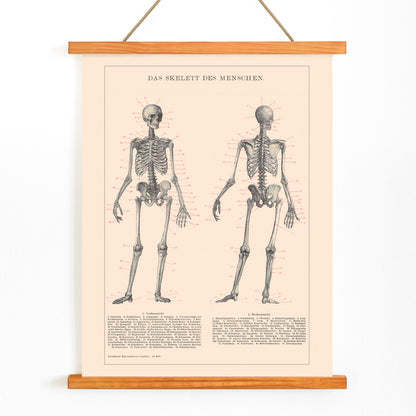 Detailed anatomical drawing and poster of human skeleton by Institute of Liepzig with labeled bones and scientific details, with wooden magnetic frame on white background