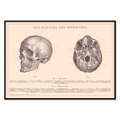 Detailed anatomical illustration and educational poster of human skull side and bottom views by Institute of Liepzig, with black aluminium frame on white background