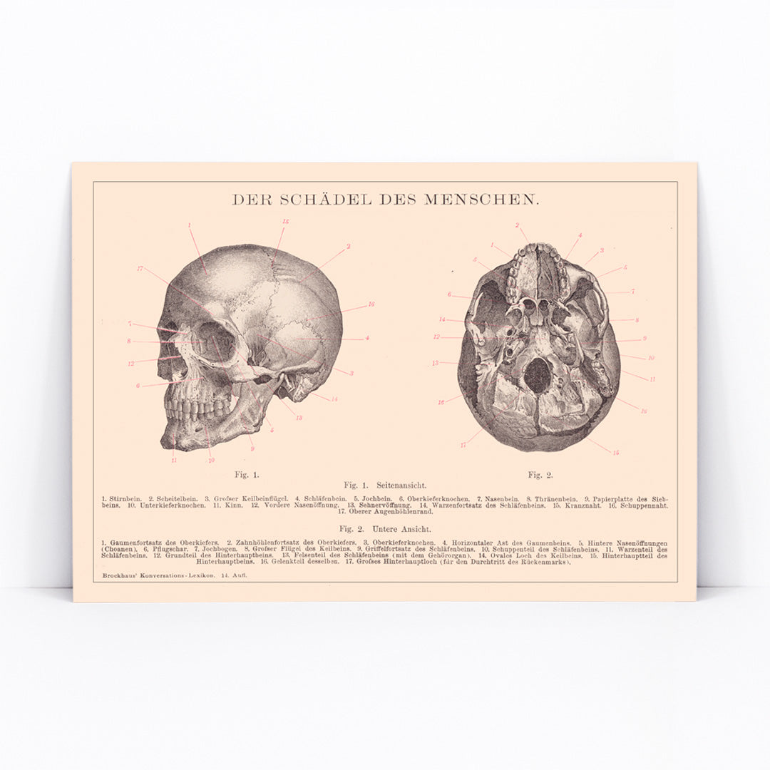 Detailed anatomical illustration and educational poster of human skull side and bottom views by Institute of Liepzig, framed and displayed in modern living room decor