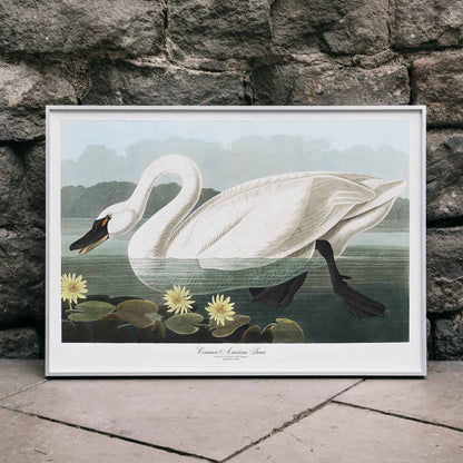 American Swan swimming among yellow water lilies artwork by John James Audubon Birds of America wall decor poster, framed and displayed in modern living room decor