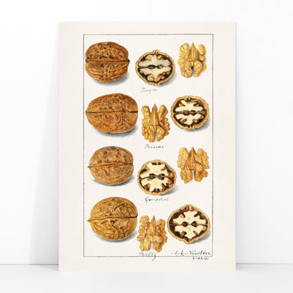 Detailed botanical illustration and poster of walnut varieties and kernels by Amanda Almira Newton titled Walnuts Juglans for kitchen decor, framed and displayed in modern living room decor