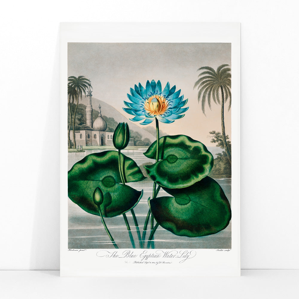 Blue Egyptian Water Lily by Robert John Thornton vibrant botanical illustration and poster with blue water lily green leaves and scenic background, framed and displayed in modern living room decor