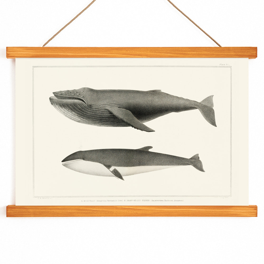 Humpback whale and minke whale illustration and poster by Charles Melville Scammon from Natural history of the cetaceans, with wooden magnetic frame on white background