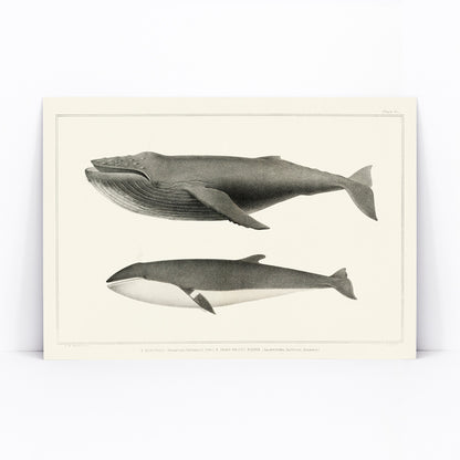 Humpback whale and minke whale illustration and poster by Charles Melville Scammon from Natural history of the cetaceans, framed and displayed in modern living room decor